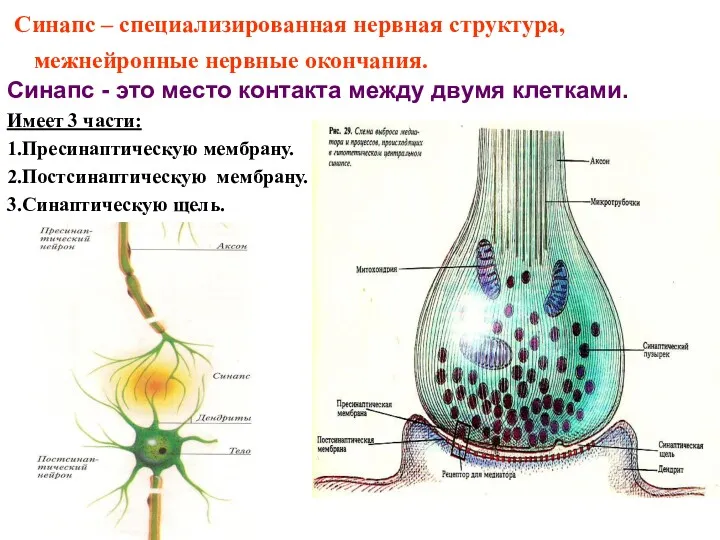 Синапс – специализированная нервная структура, межнейронные нервные окончания. Синапс -