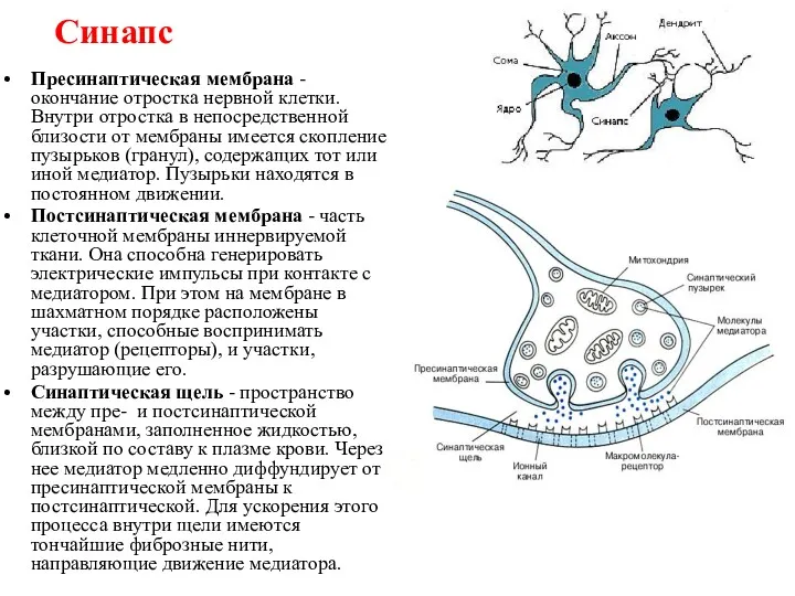 Синапс Пресинаптическая мембрана - окончание отростка нервной клетки. Внутри отростка