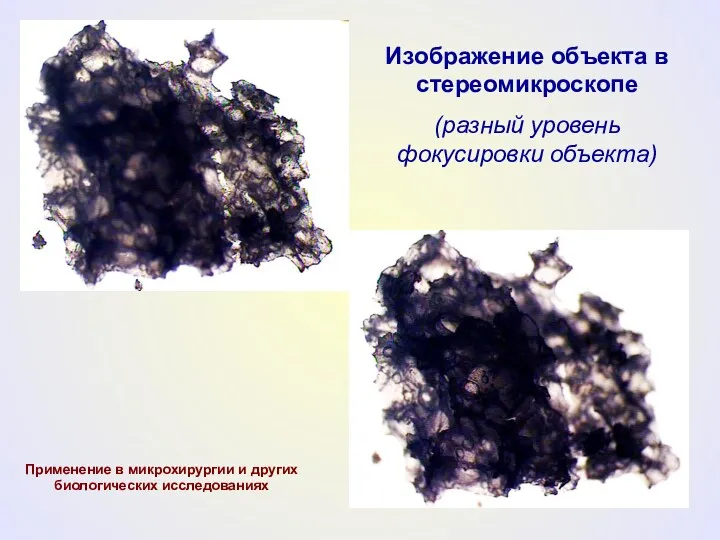 Изображение объекта в стереомикроскопе (разный уровень фокусировки объекта) Применение в микрохирургии и других биологических исследованиях