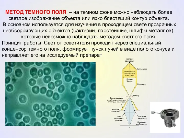 МЕТОД ТЕМНОГО ПОЛЯ – на темном фоне можно наблюдать более