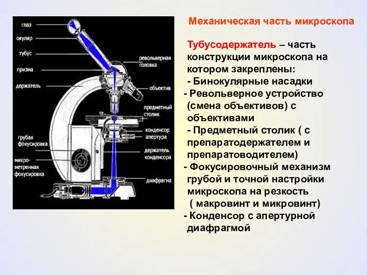 Механическая часть микроскопа Тубусодержатель – часть конструкции микроскопа на котором