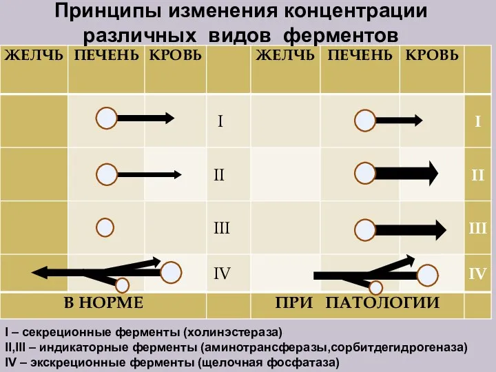 Принципы изменения концентрации различных видов ферментов I – секреционные ферменты