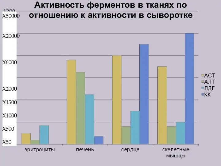 Активность ферментов в тканях по отношению к активности в сыворотке