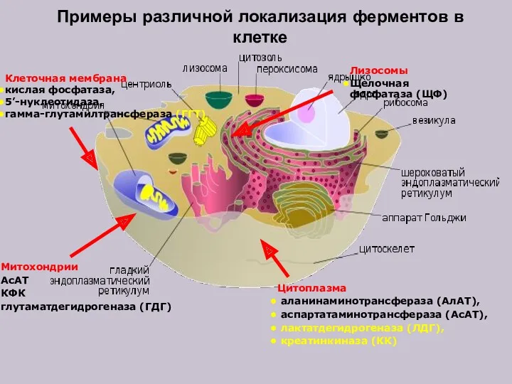 Примеры различной локализация ферментов в клетке Клеточная мембрана кислая фосфатаза,