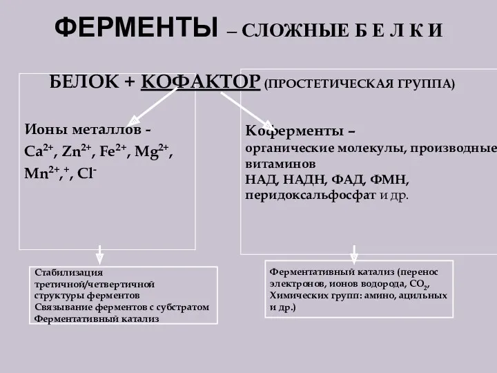 ФЕРМЕНТЫ – СЛОЖНЫЕ Б Е Л К И Ионы металлов