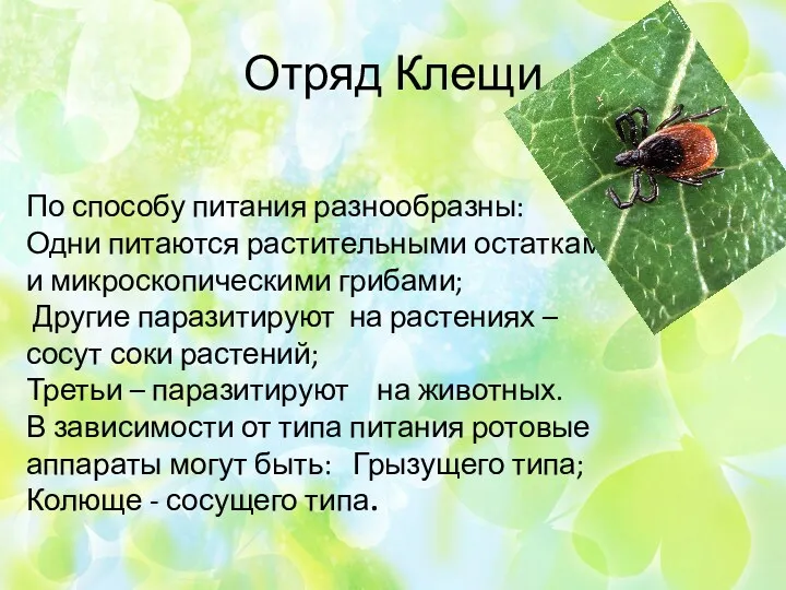 Отряд Клещи По способу питания разнообразны: Одни питаются растительными остатками