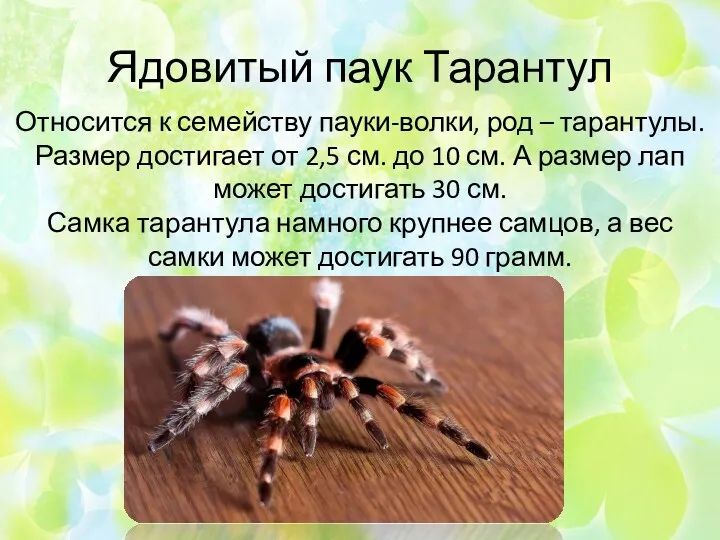 Ядовитый паук Тарантул Относится к семейству пауки-волки, род – тарантулы.