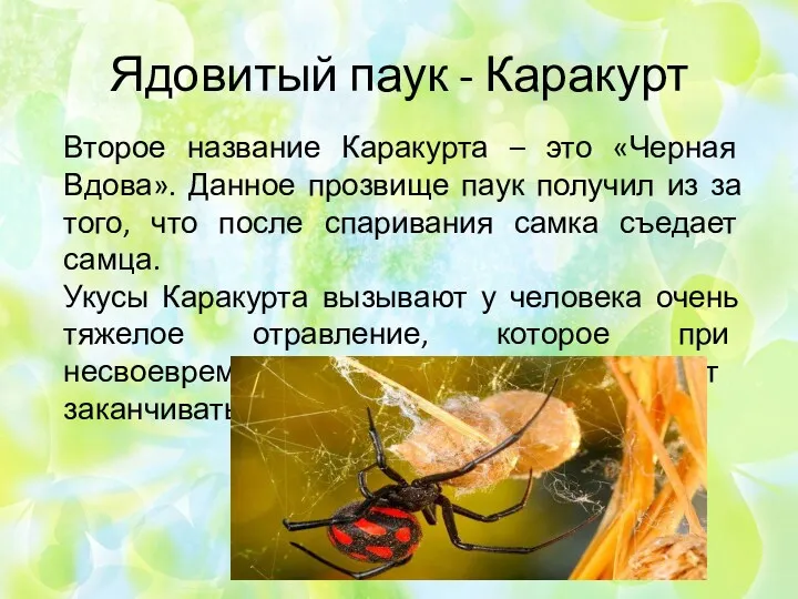 Ядовитый паук - Каракурт Второе название Каракурта – это «Черная