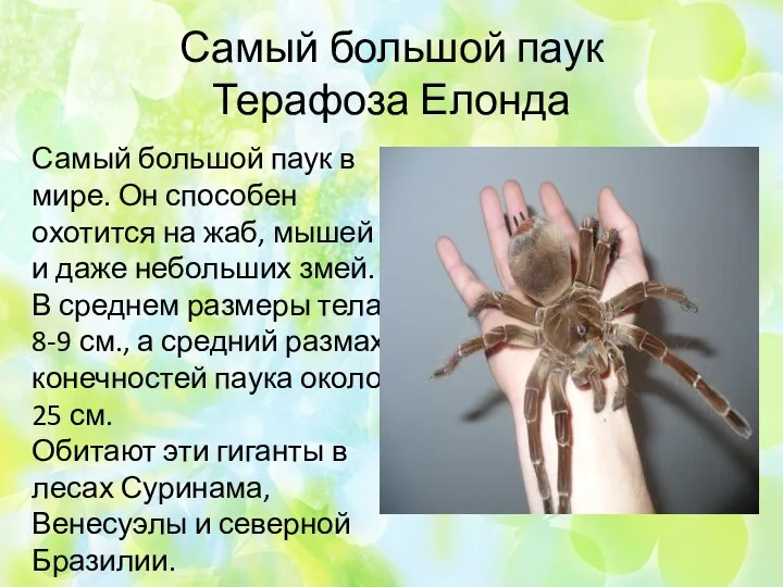Самый большой паук Терафоза Елонда Самый большой паук в мире.