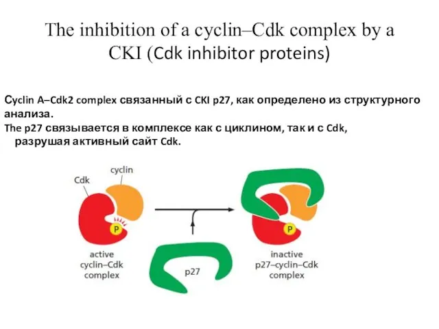 The inhibition of a cyclin–Cdk complex by a CKI (Cdk