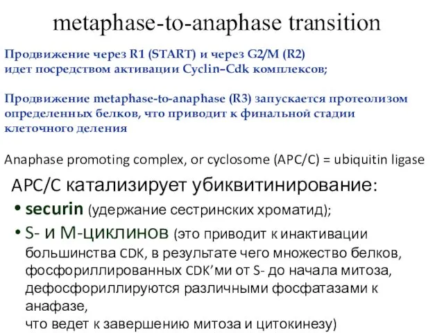 metaphase-to-anaphase transition Anaphase promoting complex, or cyclosome (APC/C) = ubiquitin