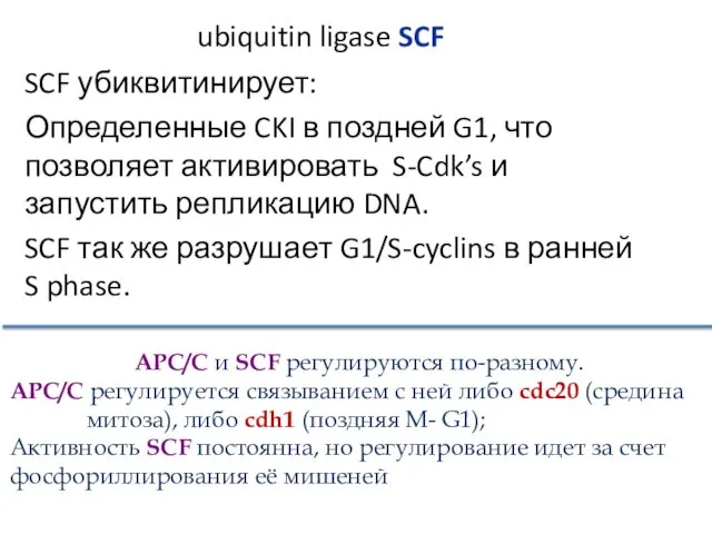 SCF убиквитинирует: Определенные CKI в поздней G1, что позволяет активировать