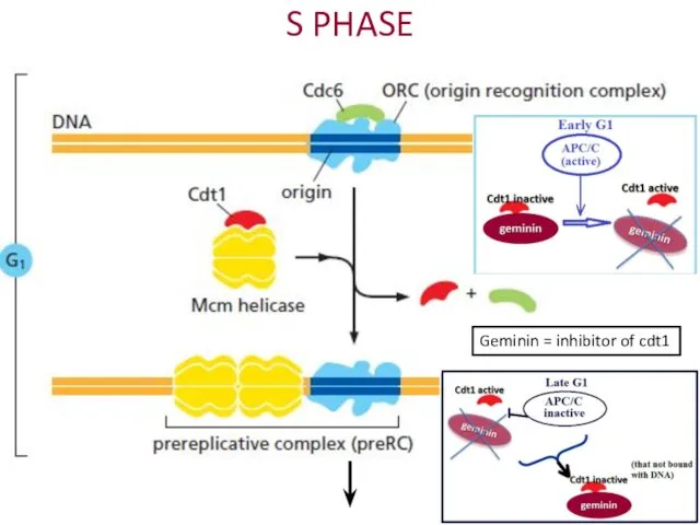 S PHASE Geminin = inhibitor of cdt1