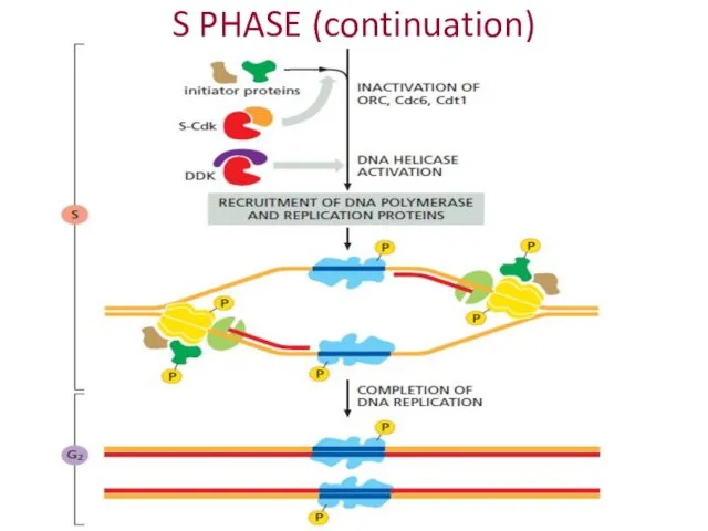 S PHASE (continuation)