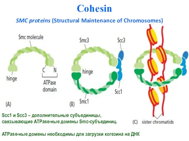 Cohesin SMC proteins (Structural Maintenance of Chromosomes) Scc1 и Scc3
