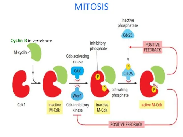 MITOSIS Cyclin B in vertebrate