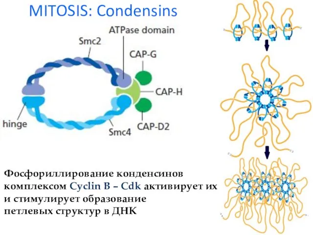 MITOSIS: Condensins Фосфориллирование конденсинов комплексом Cyclin B – Cdk активирует