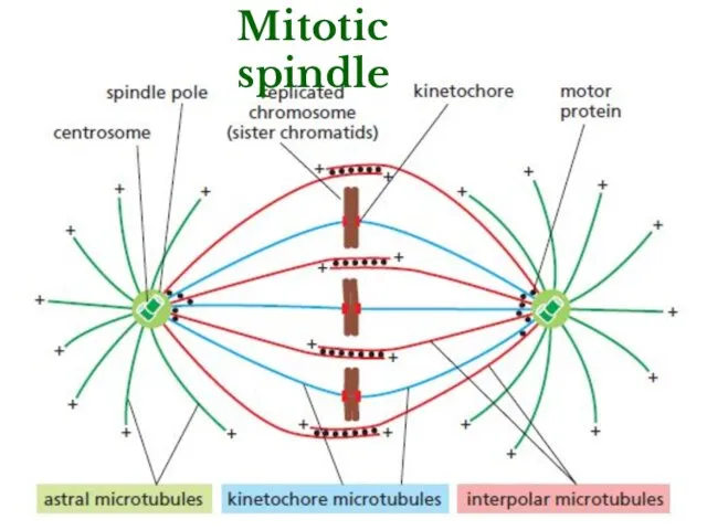 Mitotic spindle