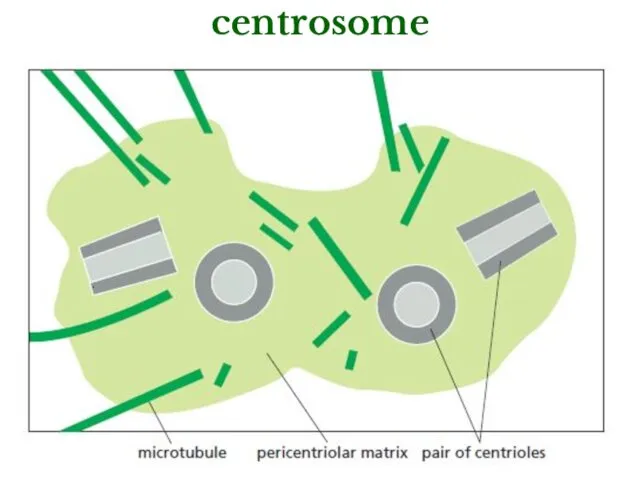 centrosome