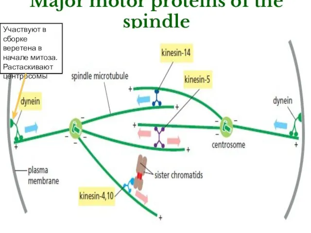 Major motor proteins of the spindle