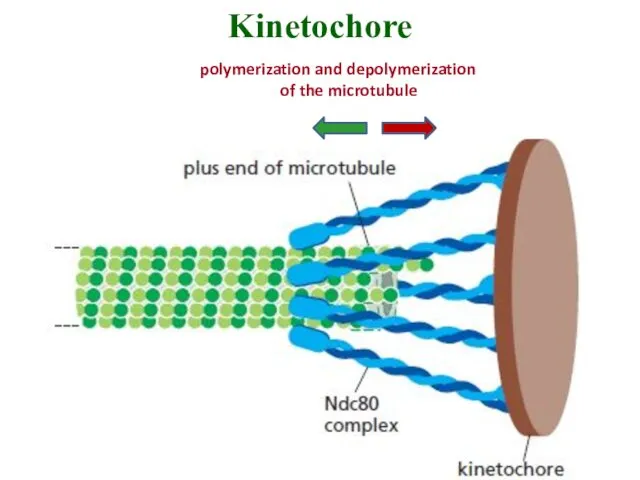 Kinetochore polymerization and depolymerization of the microtubule