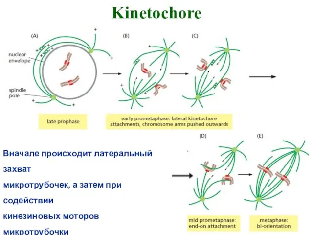 Kinetochore Вначале происходит латеральный захват микротрубочек, а затем при содействии
