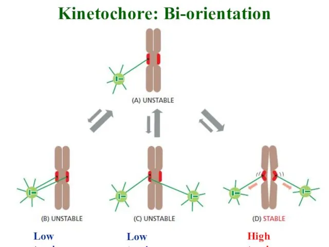 Kinetochore: Bi-orientation Low tension Low tension High tension