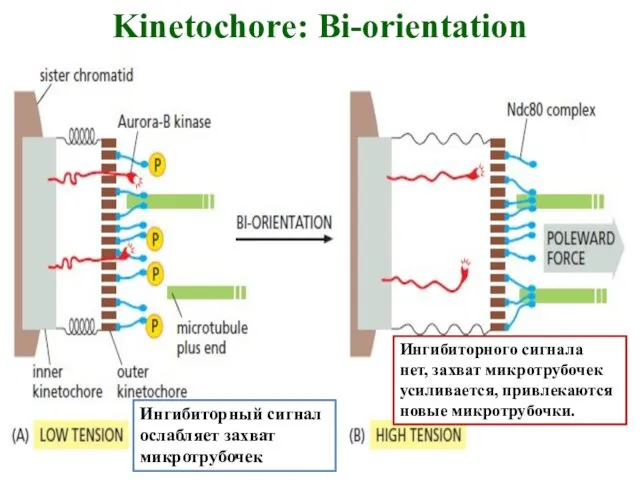 Kinetochore: Bi-orientation Ингибиторный сигнал ослабляет захват микротрубочек Ингибиторного сигнала нет, захват микротрубочек усиливается, привлекаются новые микротрубочки.