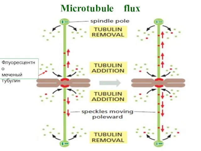 Флуоресцентно меченый тубулин Microtubule flux