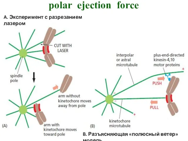 polar ejection force A. Эксперимент с разрезанием лазером B. Разъясняющая «полюсный ветер» модель