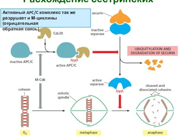 Расхождение сестринских хроматид Активный APC/C комплекс так же разрушает и М-циклины (отрицательная обратная связь)