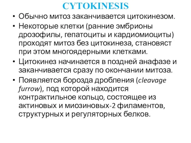 CYTOKINESIS Обычно митоз заканчивается цитокинезом. Некоторые клетки (ранние эмбрионы дрозофилы,