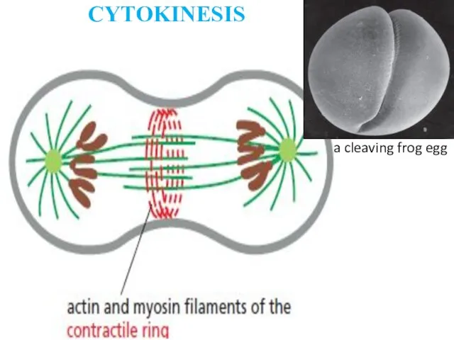 CYTOKINESIS a cleaving frog egg