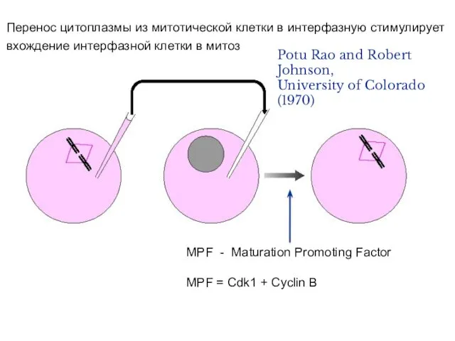 Перенос цитоплазмы из митотической клетки в интерфазную стимулирует вхождение интерфазной