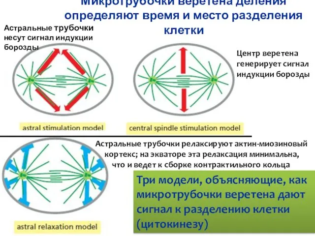 Микротрубочки веретена деления определяют время и место разделения клетки Три