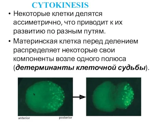 Некоторые клетки делятся ассиметрично, что приводит к их развитию по