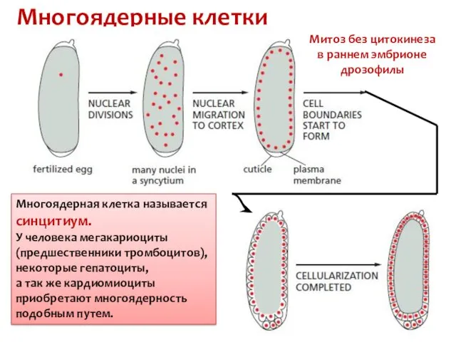 Многоядерные клетки Многоядерная клетка называется синцитиум. У человека мегакариоциты (предшественники