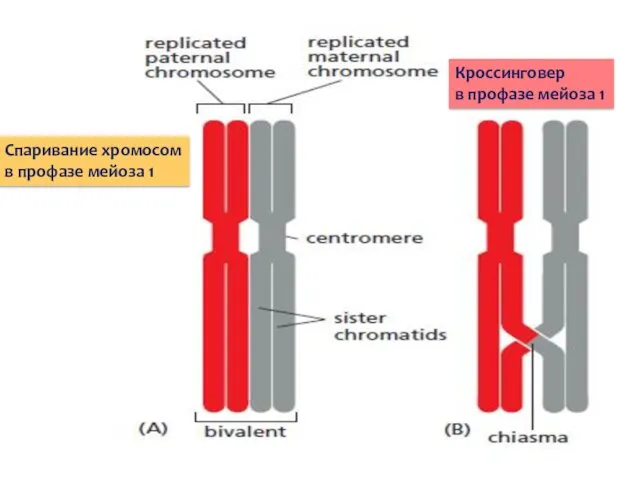 Спаривание хромосом в профазе мейоза 1 Кроссинговер в профазе мейоза 1