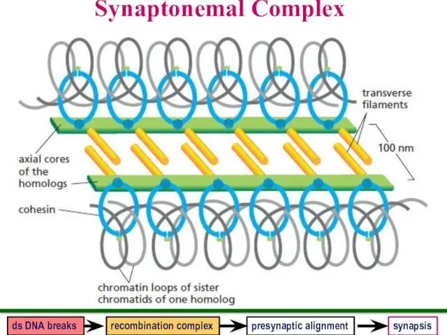 Synaptonemal Complex presynaptic alignment synapsis ds DNA breaks recombination complex