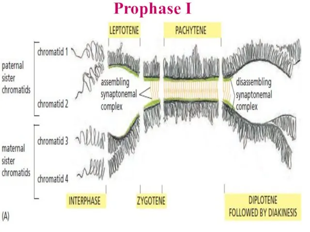 Prophase I