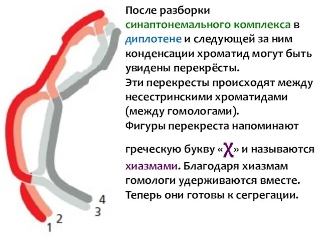 После разборки синаптонемального комплекса в диплотене и следующей за ним