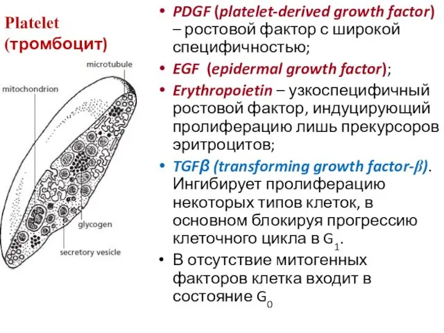PDGF (platelet-derived growth factor) – ростовой фактор с широкой специфичностью;