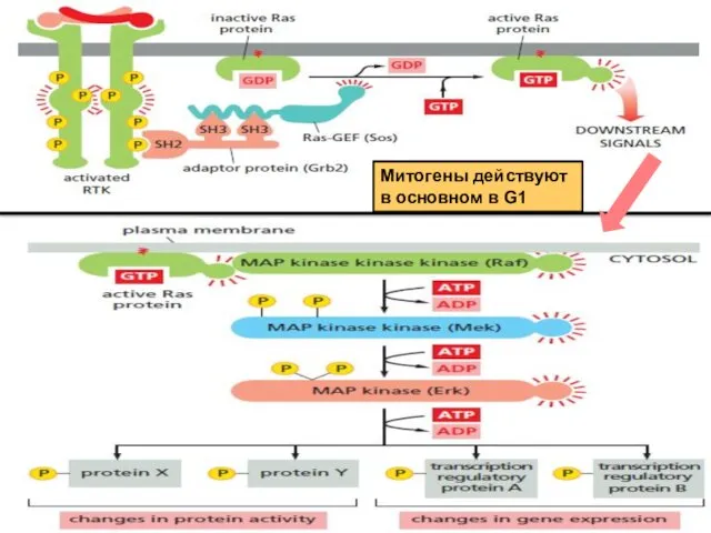 Митогены действуют в основном в G1