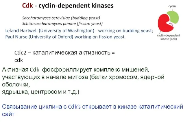 Cdk - cyclin-dependent kinases Saccharomyces cerevisiae (budding yeast) Schizosaccharomyces pombe