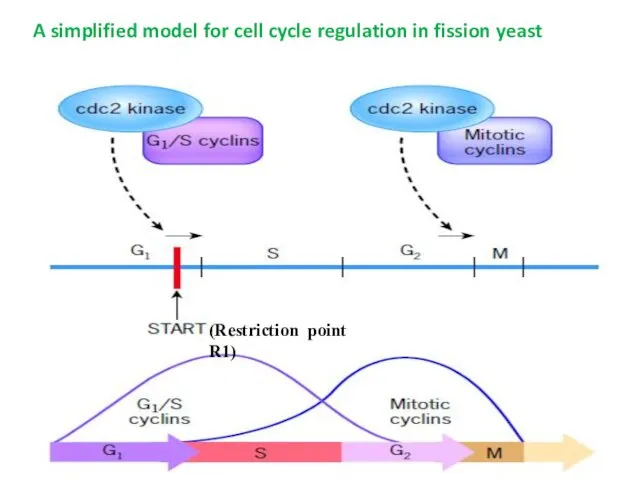 (Restriction point R1) A simplified model for cell cycle regulation in fission yeast