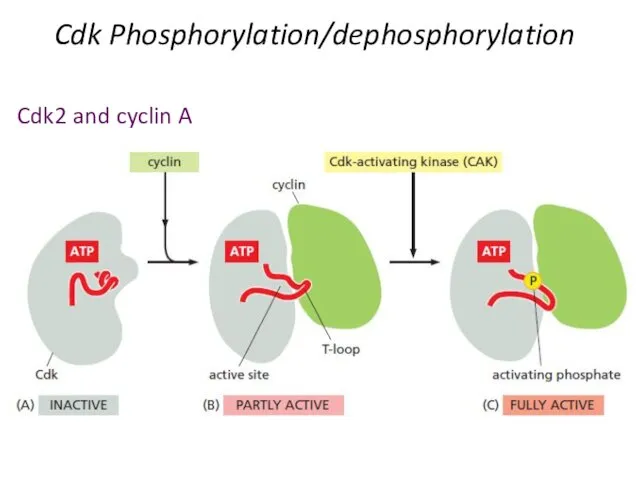 Cdk Phosphorylation/dephosphorylation Cdk2 and cyclin A