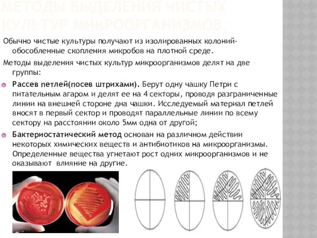 МЕТОДЫ ВЫДЕЛЕНИЯ ЧИСТЫХ КУЛЬТУР МИКРООРГАНИЗМОВ. Обычно чистые культуры получают из изолированных колоний- обособленные