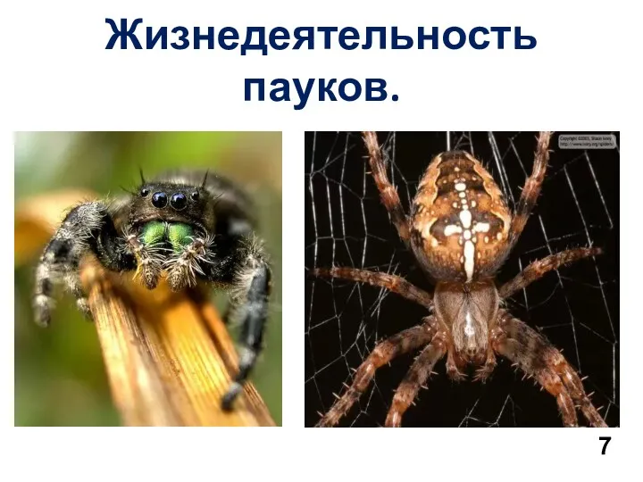 Жизнедеятельность пауков. 7