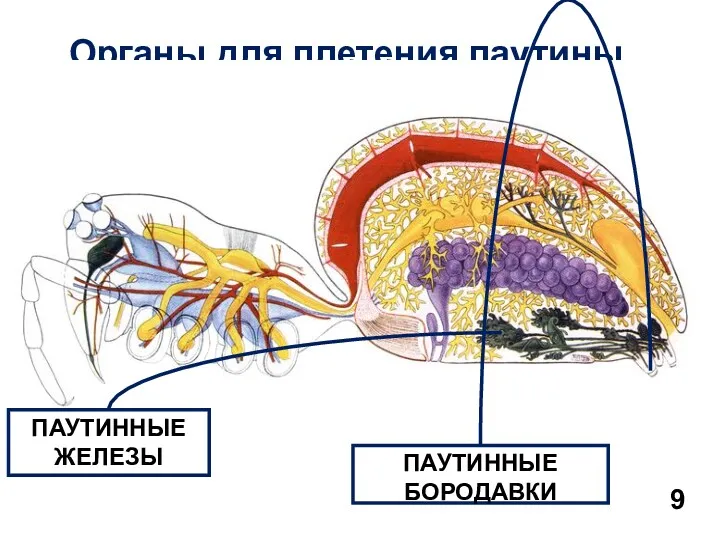 Органы для плетения паутины 9