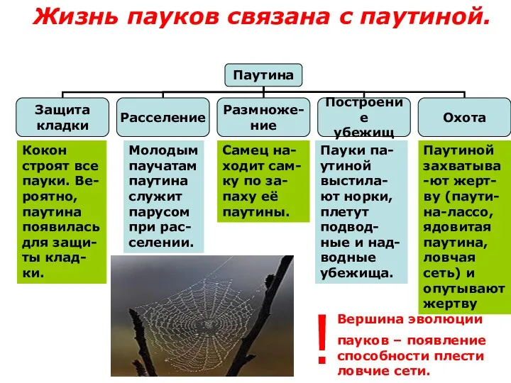 Жизнь пауков связана с паутиной. Кокон строят все пауки. Ве-роятно,